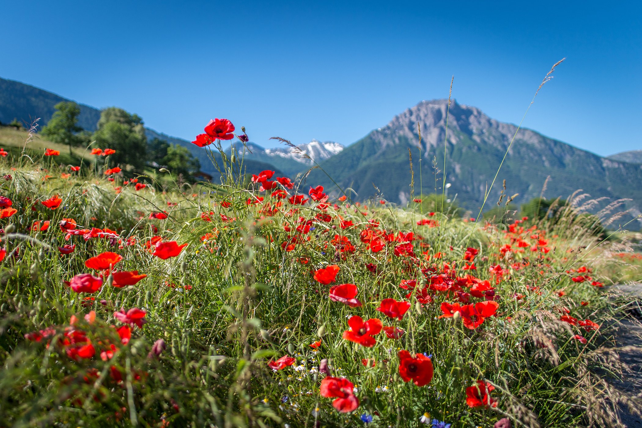 Mohnblumen in Termen(1)