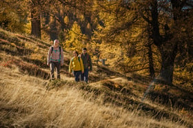 Rothwald Lärchenwald Wasenalp Herbst