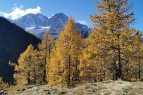 Seehorn